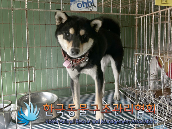 종료(반환) 시바의…