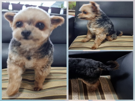 원주유기동물보호센터_442419202300754