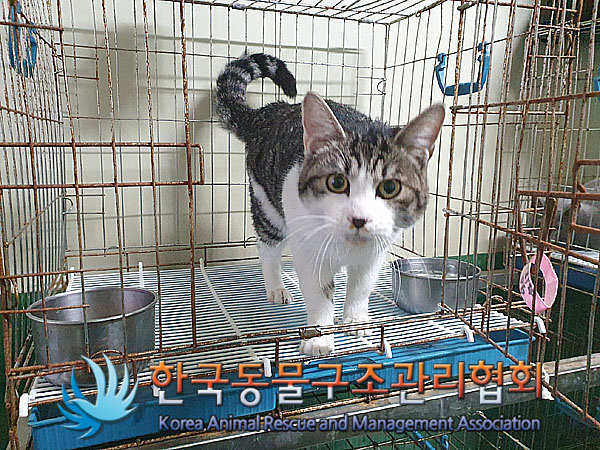 종료(입양) 한국 …