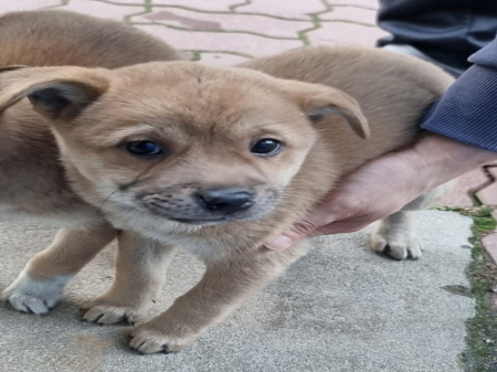 원주유기동물보호센터_442419202300748