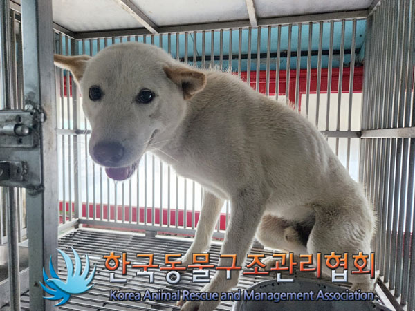 종료(입양) 믹스견…