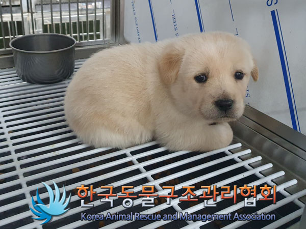 한국동물구조관리협회_441560202301940