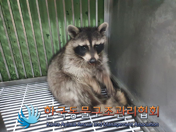 종료(자연사) 라쿤…