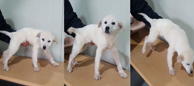 보호중 믹스견의 가…