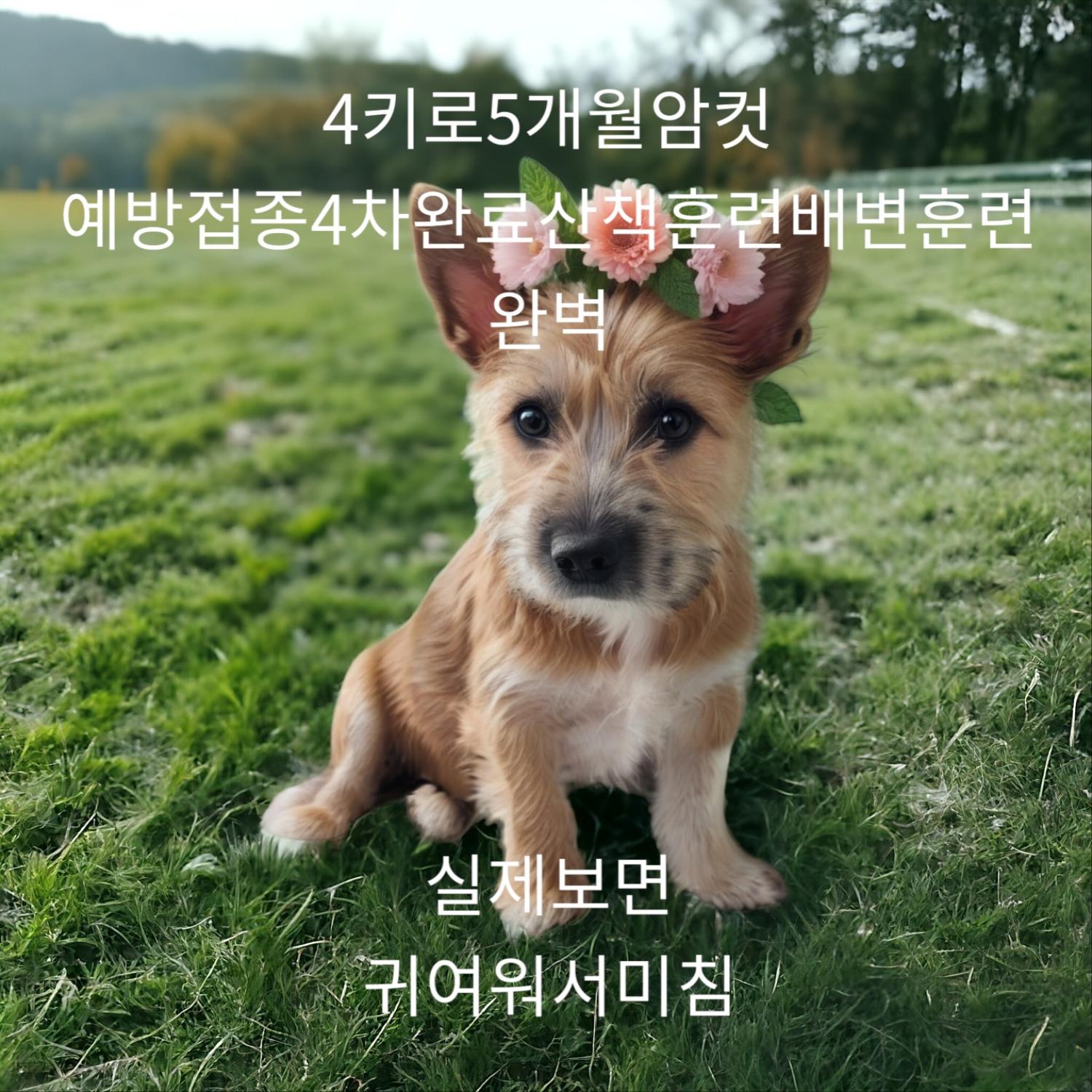 보호중 믹스견의 가…