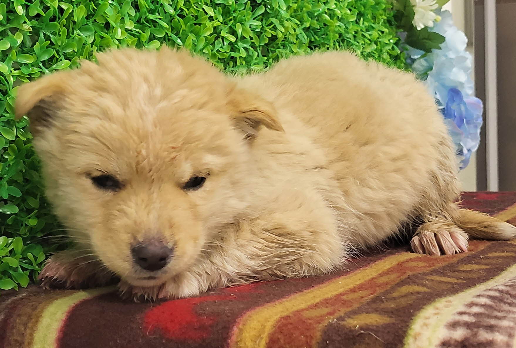 울진군동물보호센터_447525202300430