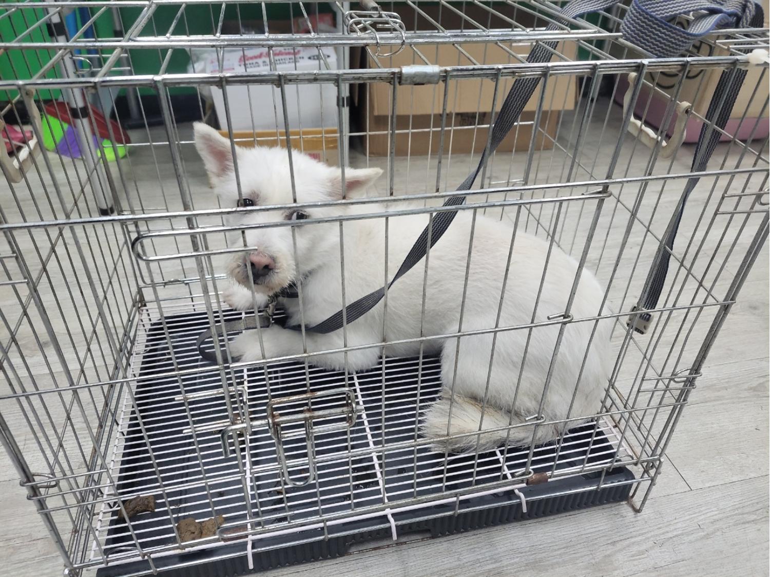 종료(반환) 믹스견…