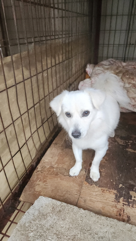 익산유기동물보호소_445468202302323