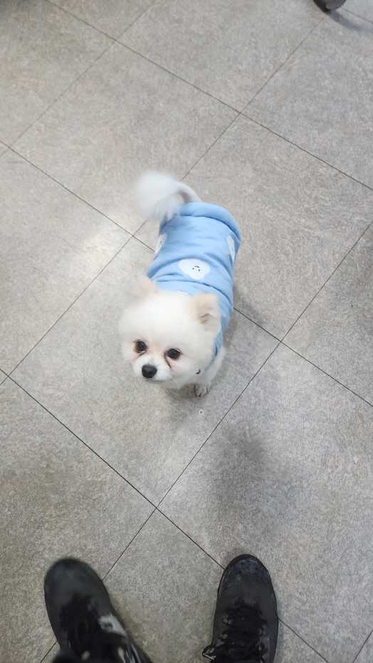 종료(반환) 포메라…