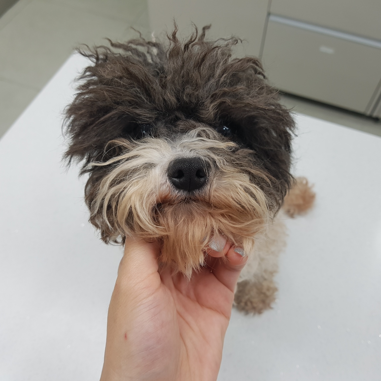 종료(입양) 푸들의…