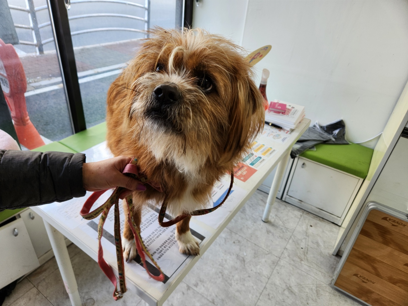광주TNR동물병원초월_441554202301793