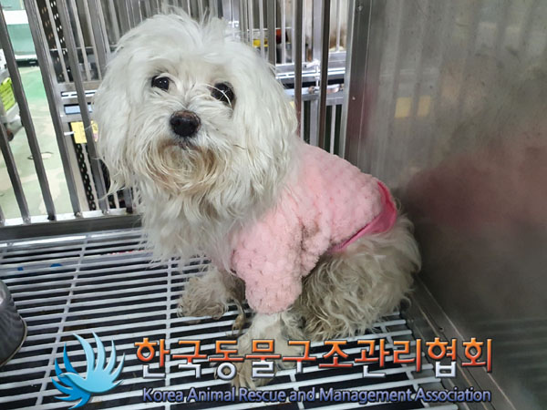 종료(반환) 말티즈…