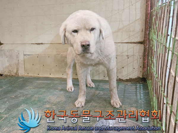 종료(안락사) 믹스…