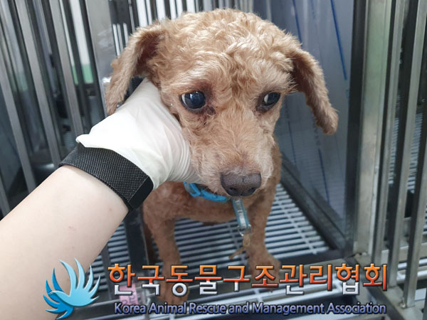 종료(안락사) 푸들…