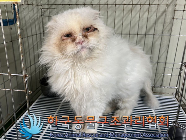 종료(입양) 하일랜…