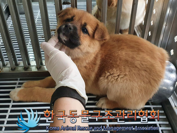 종료(안락사) 믹스…
