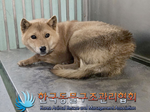 보호중 믹스견의 가…