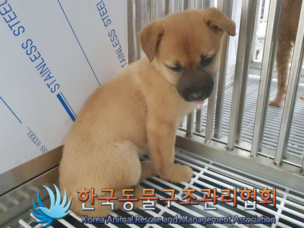 한국동물구조관리협회_441559202301354