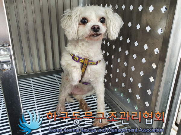 보호중 말티즈의 가…