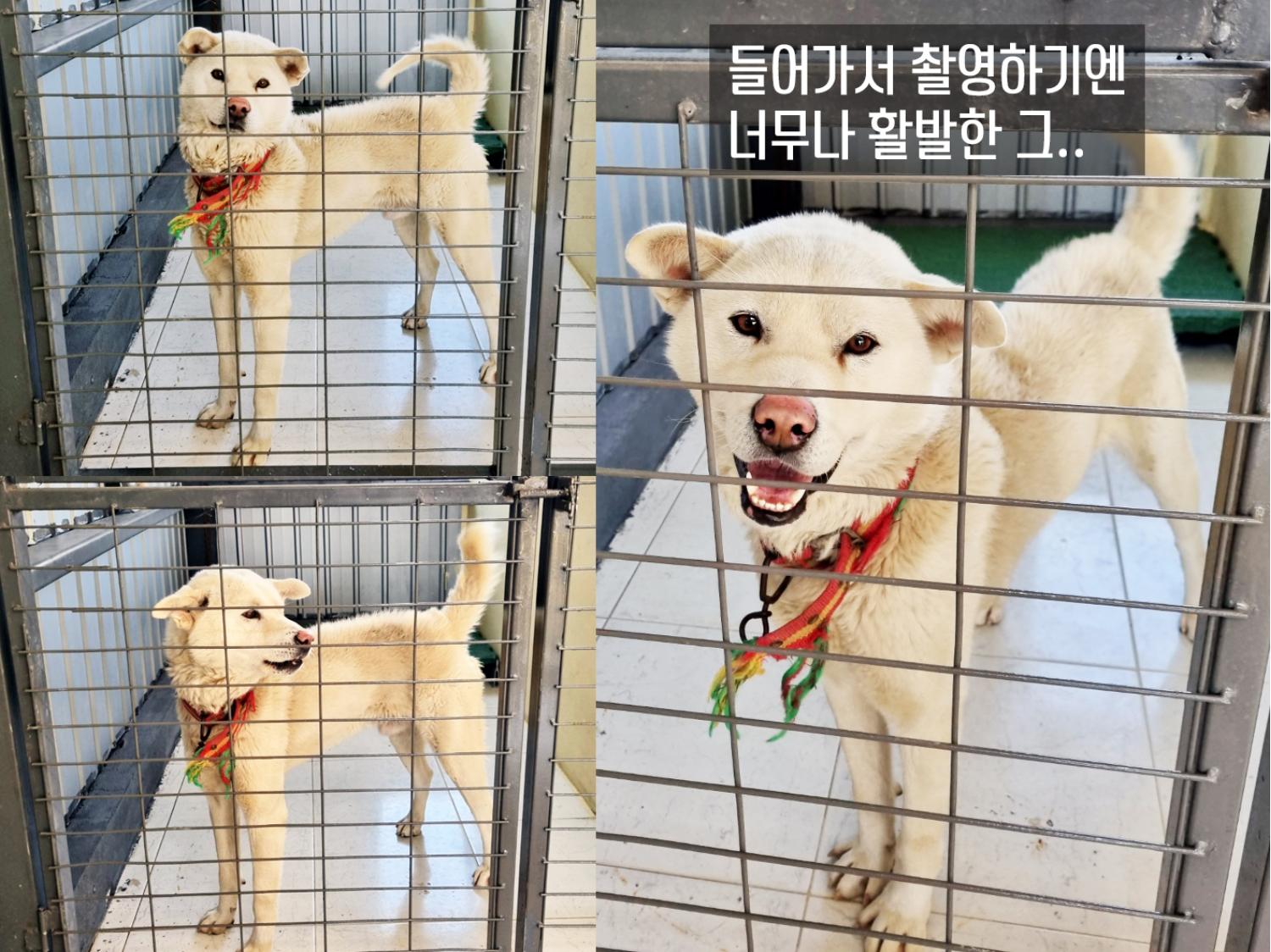 보호중 믹스견의 가…