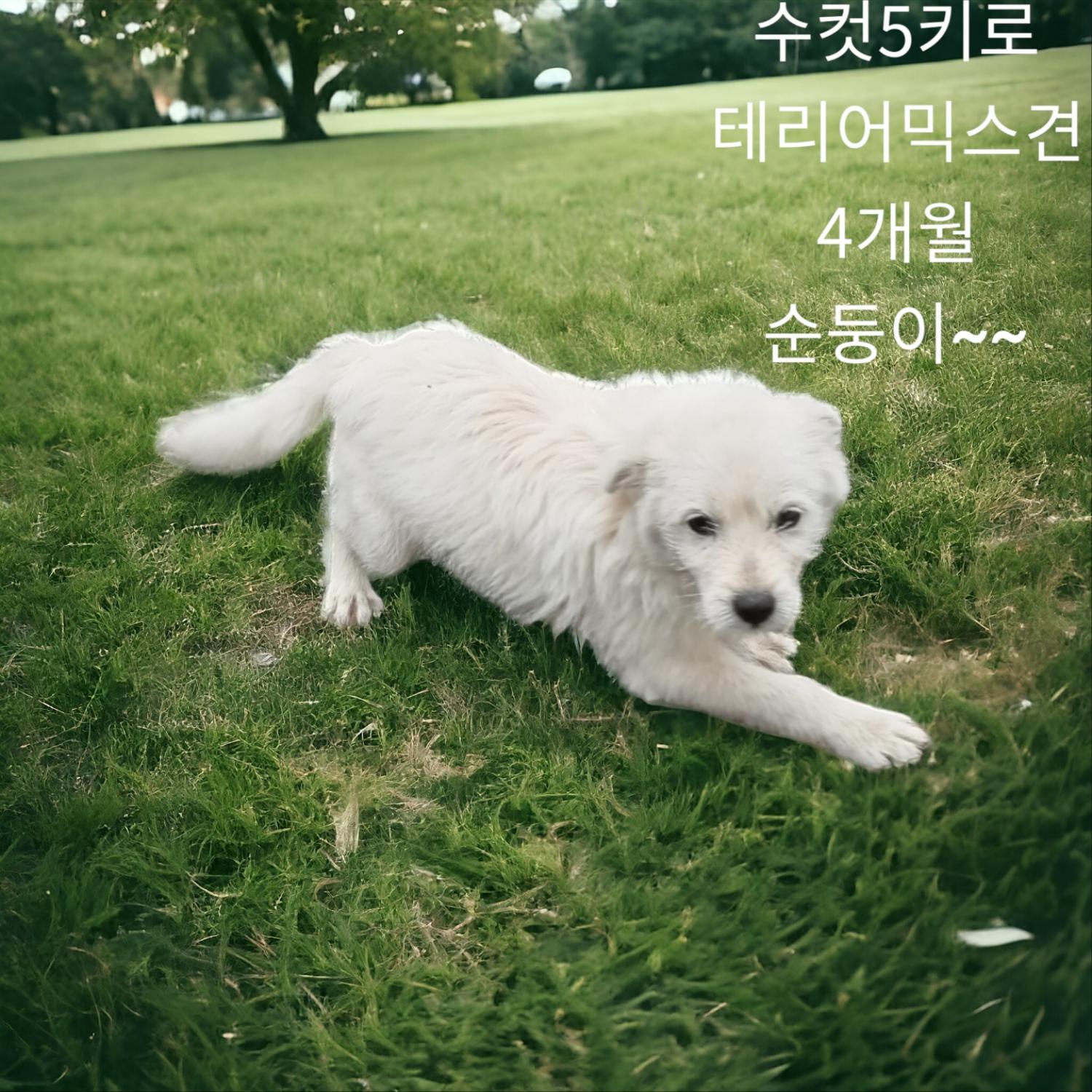 보호중 화이트테리어…
