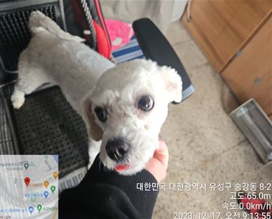 대전동물보호센터_430367202300929