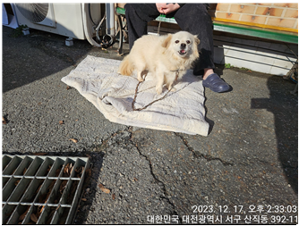보호중 믹스견의 가…