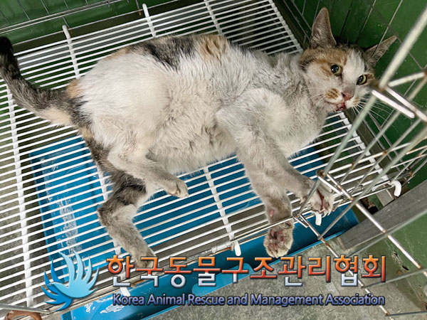 한국동물구조관리협회_411311202301005