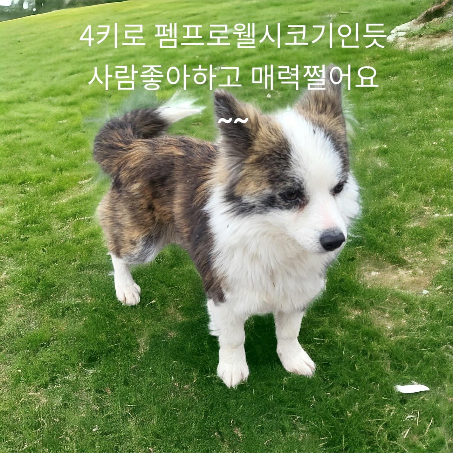 종료(입양) 웰시 …