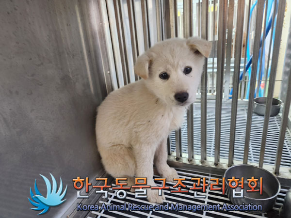 종료(안락사) 믹스…