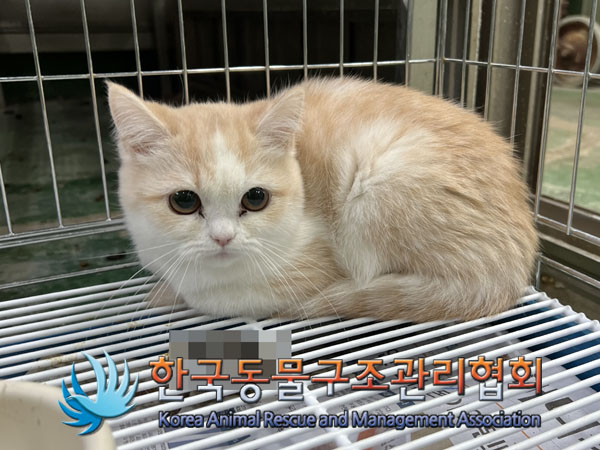 종료(입양) 믹스묘…