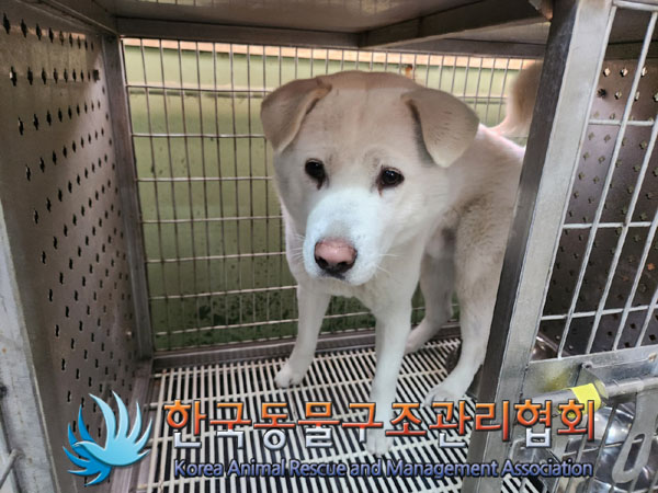 보호중 믹스견의 가…