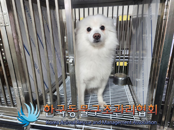 종료(반환) 스피츠…