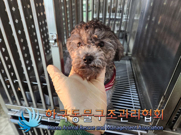 종료(입양) 푸들의…