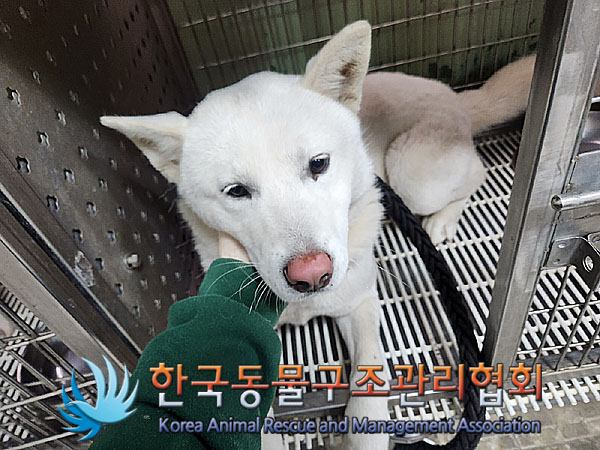 종료(안락사) 믹스…
