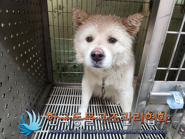 종료(반환) 믹스견…