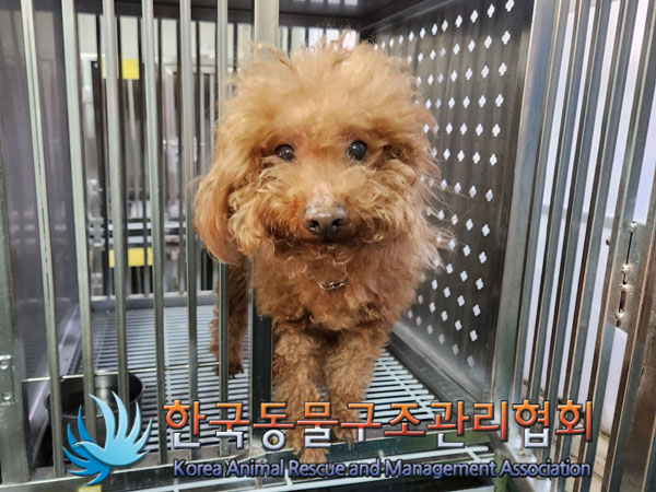 종료(반환) 푸들의…