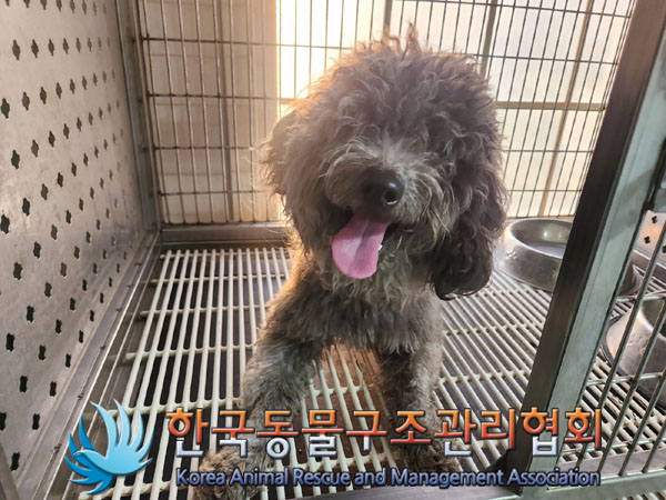 보호중 푸들의 가족…