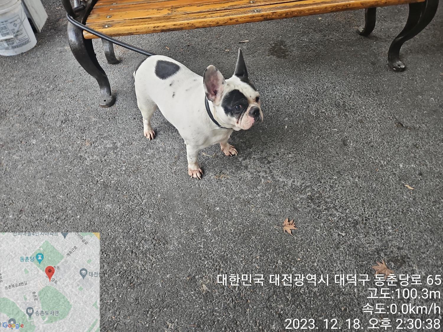 종료(입양) 프렌치…