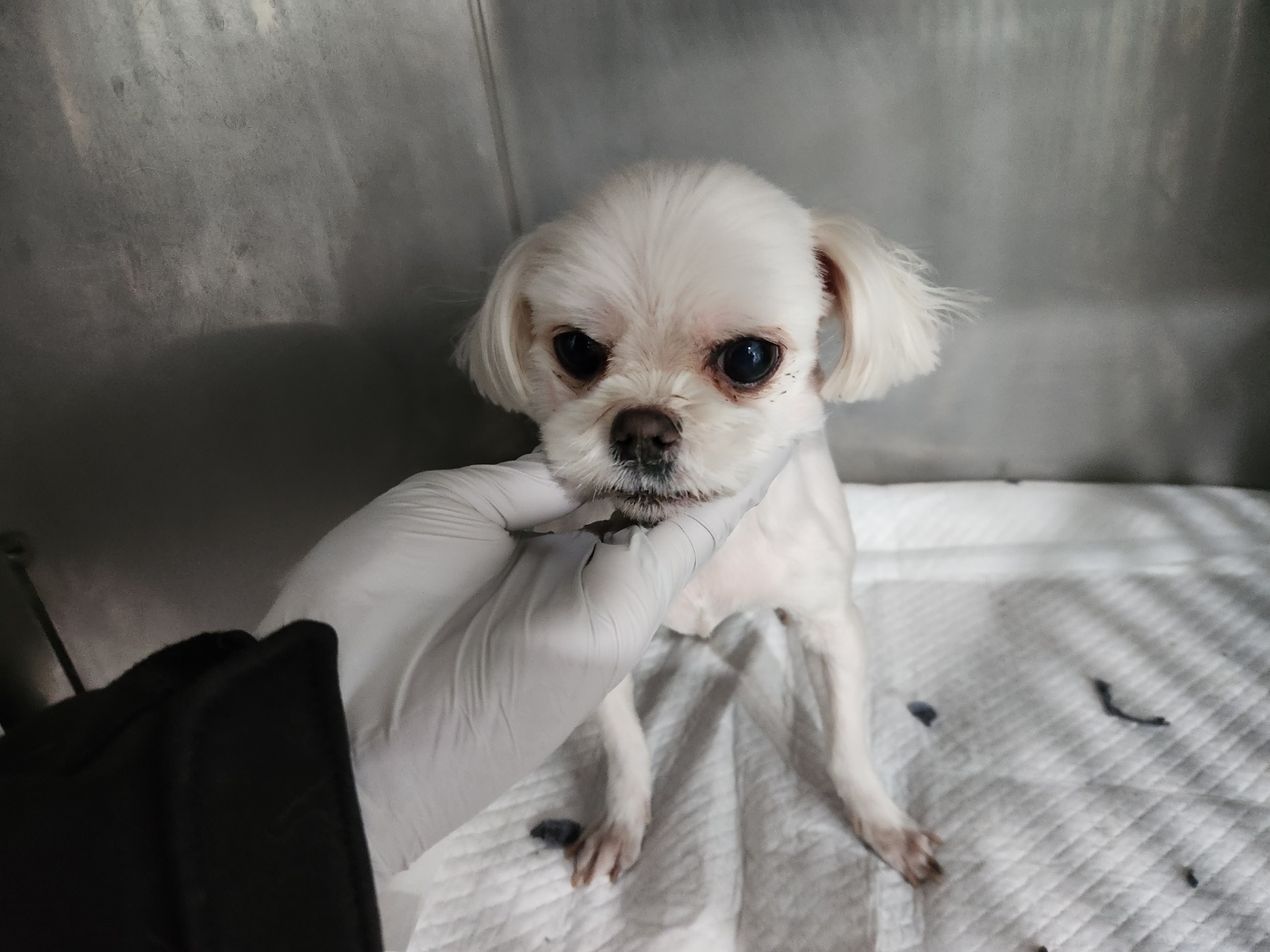 광주 동물보호소_429362202301148