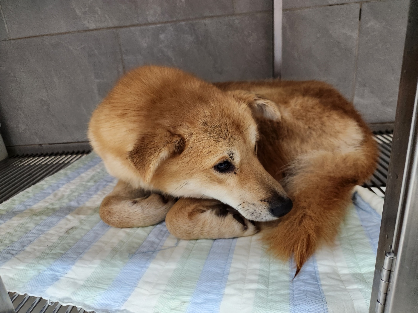 광주 동물보호소_429360202300994