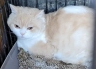 영천유기동물보호센터_447510202300549