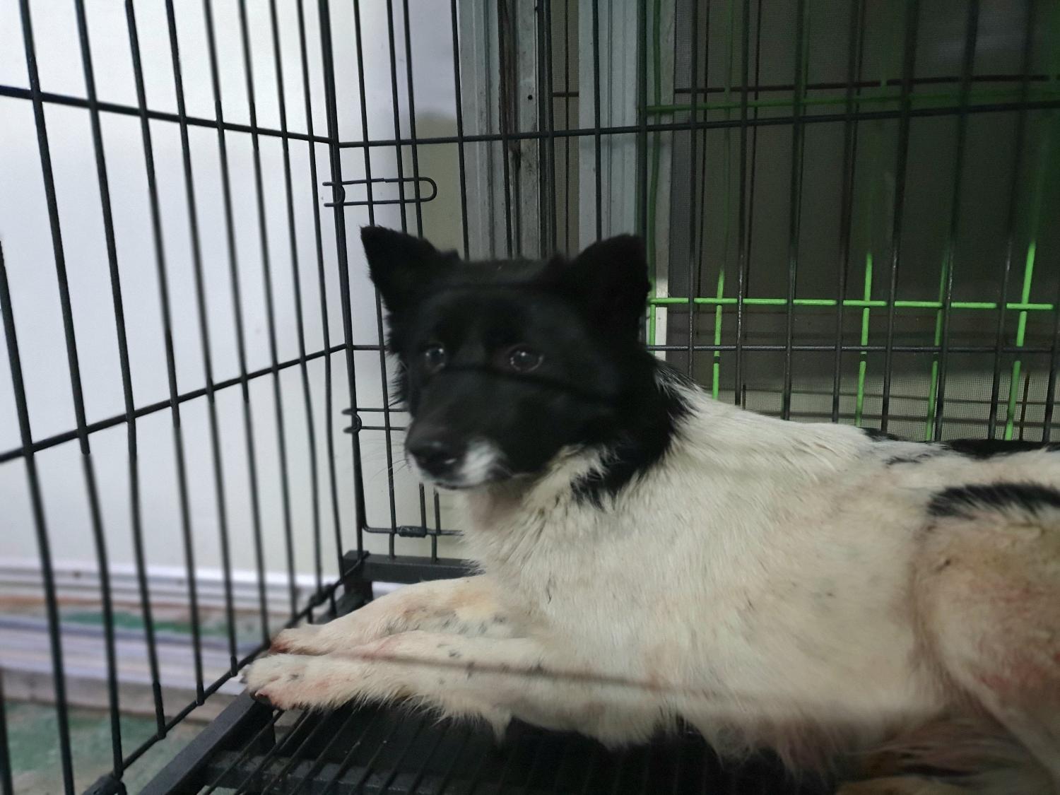 보호중 믹스견의 가…