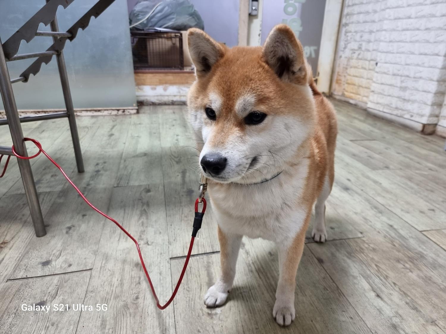 종료(입양) 시바의…