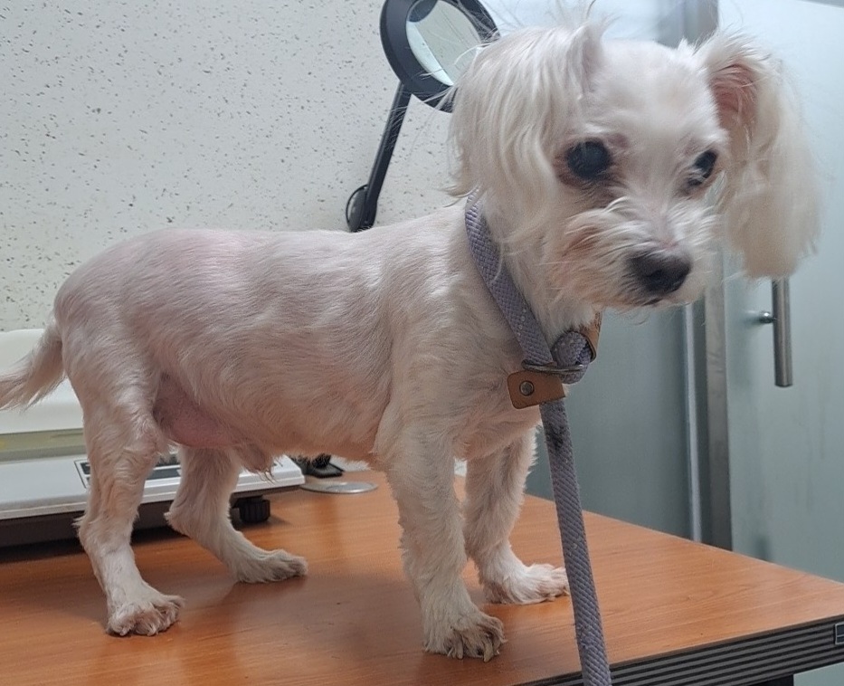 수원시 동물보호센터_441374202301560