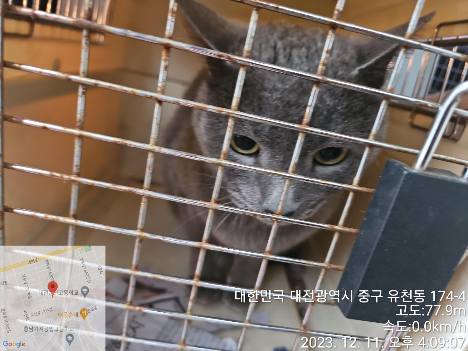 종료(입양) 러시안…