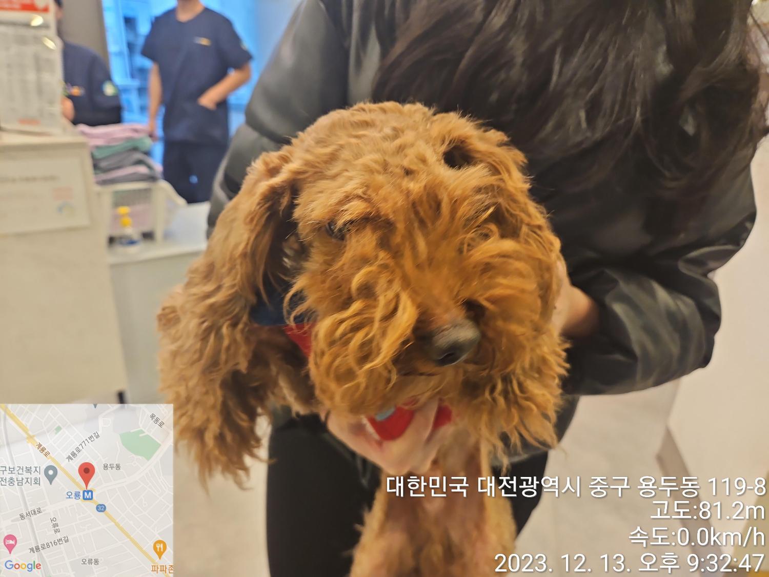 보호중 푸들의 가족…