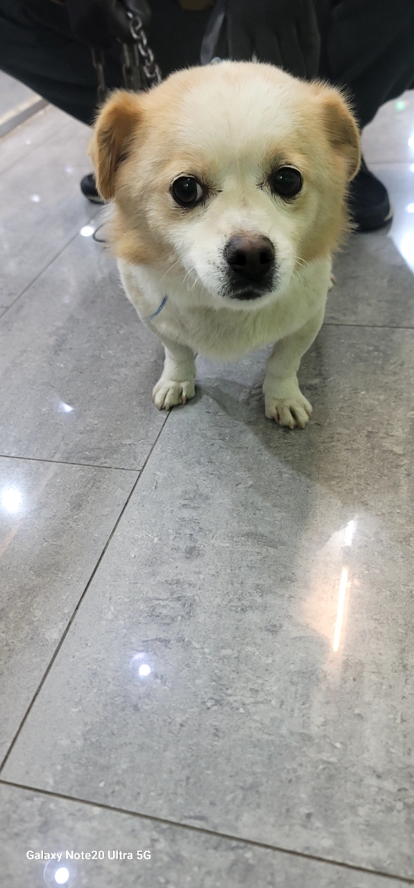 펫앤쉘터동물병원_441378202302274