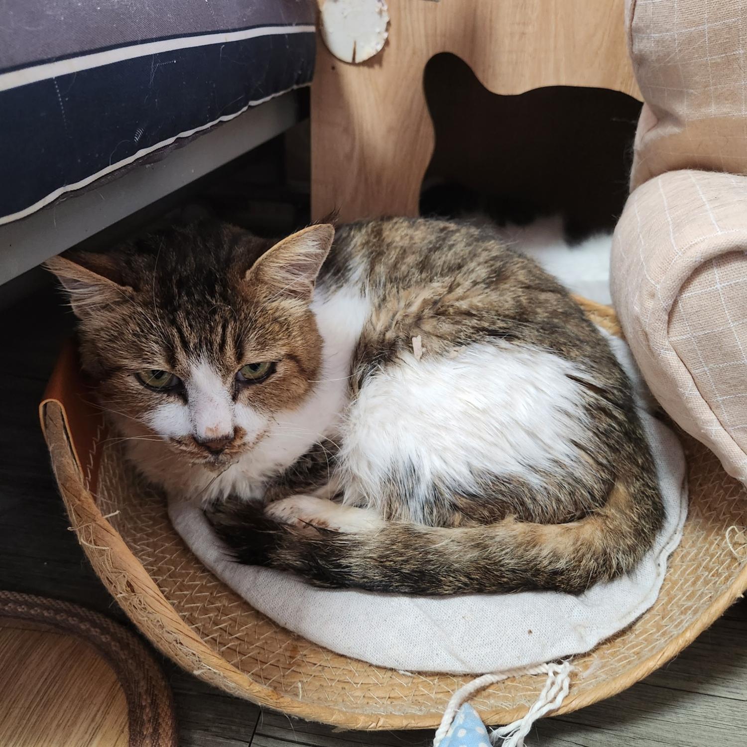 보호중 한국 고양이…