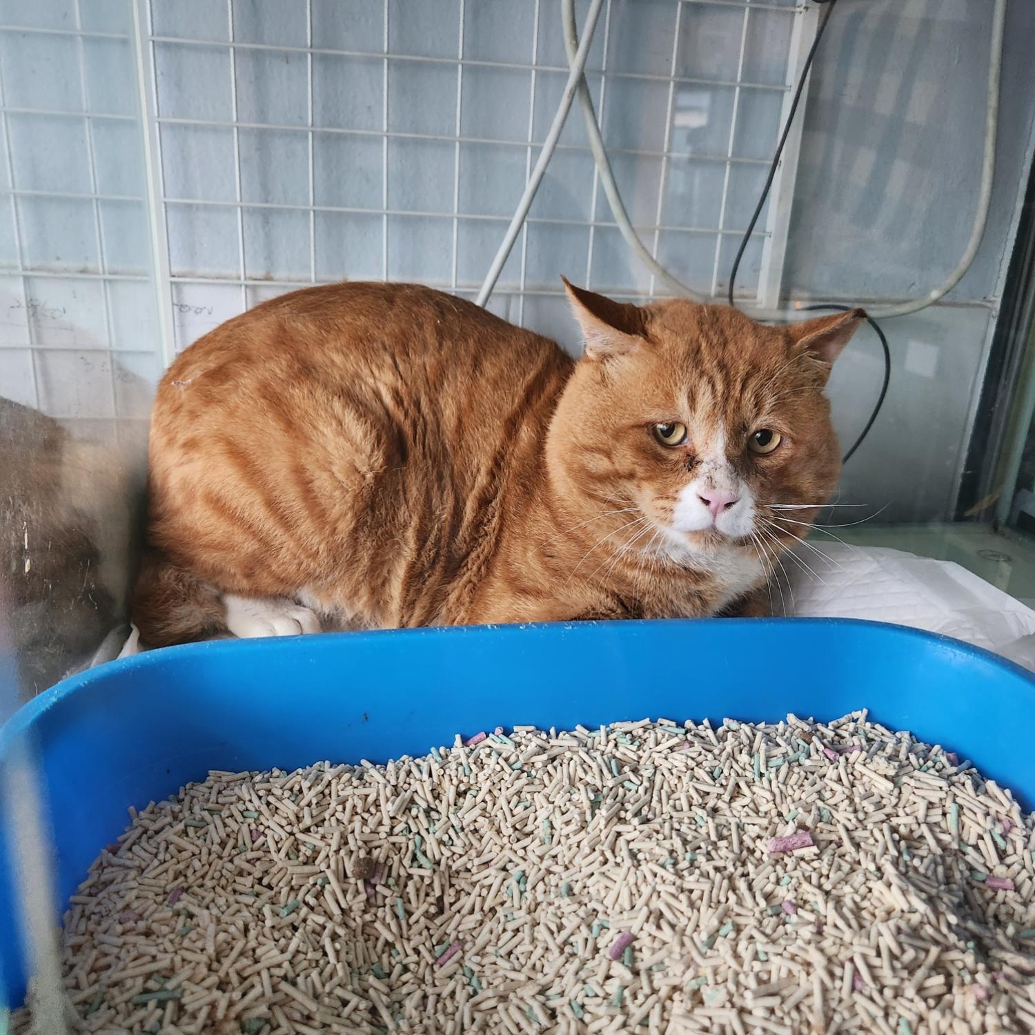 보호중 한국 고양이…